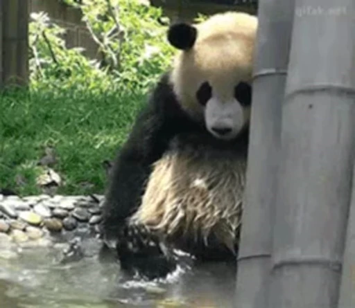 🐼 Стикер «Panda Mood» для Telegram