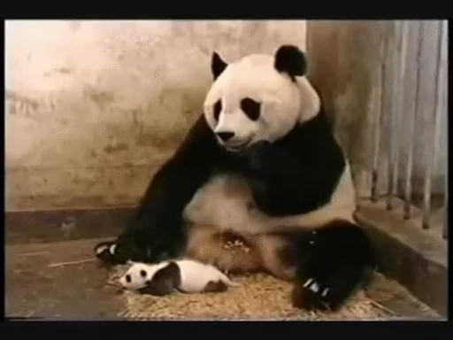 🐼 Стикер «Panda Mood» для Telegram