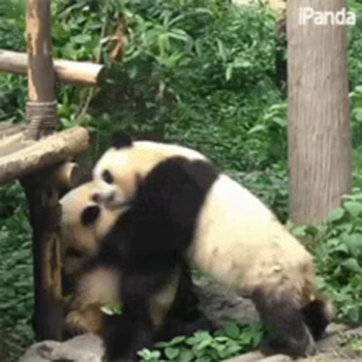 🐼 Стикер «Panda Mood» для Telegram