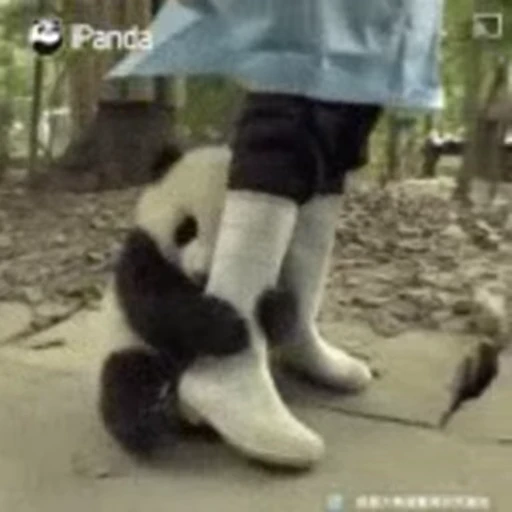 🐼 Стикер «Panda Mood» для Telegram