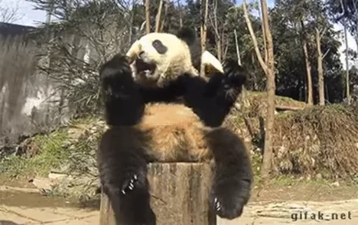 🐼 Стикер «Panda Mood» для Telegram