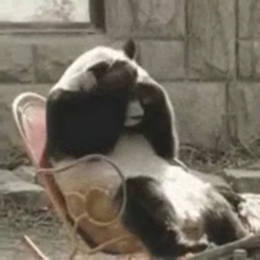 🐼 Стикер «Panda Mood» для Telegram