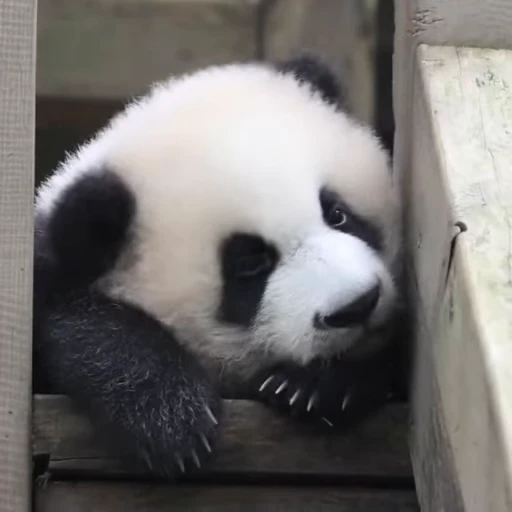 🌟 Стикер «Panda Mood» для Telegram