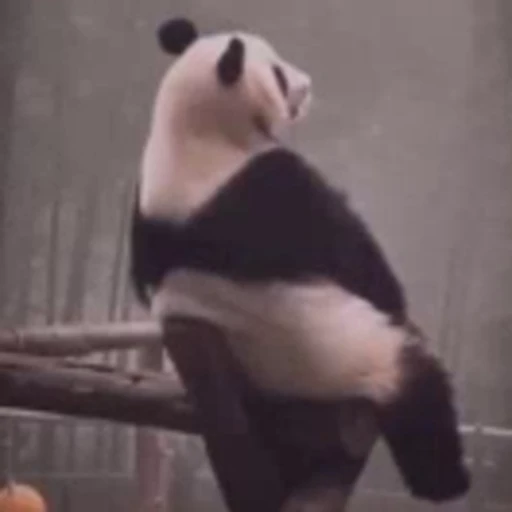 🐼 Стикер «Panda Mood» для Telegram