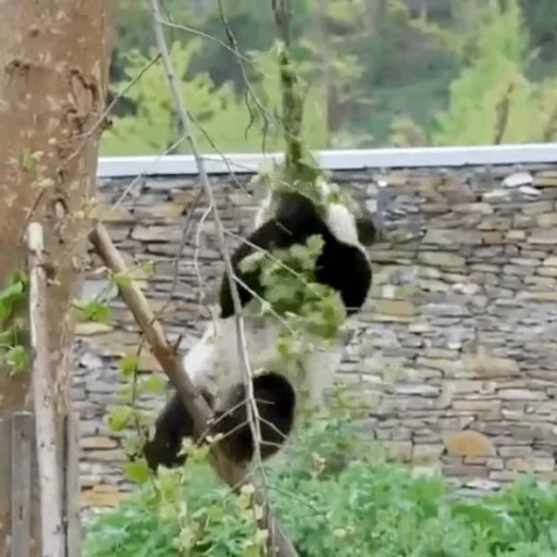 🐼 Стикер «Panda Mood» для Telegram