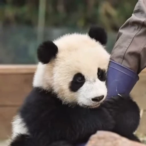 🌟 Стикер «Panda Mood» для Telegram