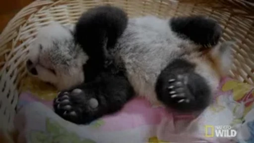 🐼 Стикер «Panda Mood» для Telegram