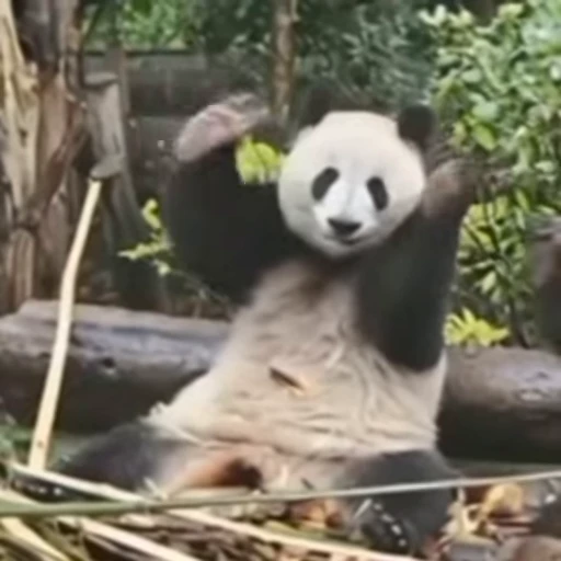 🌟 Стикер «Panda Mood» для Telegram