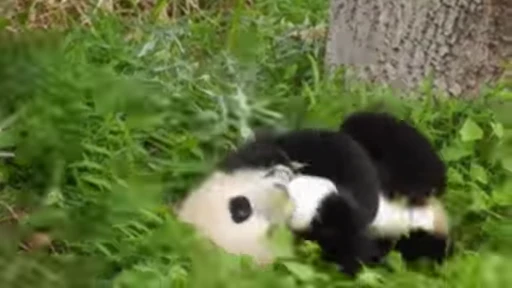 🐼 Стикер «Panda Mood» для Telegram