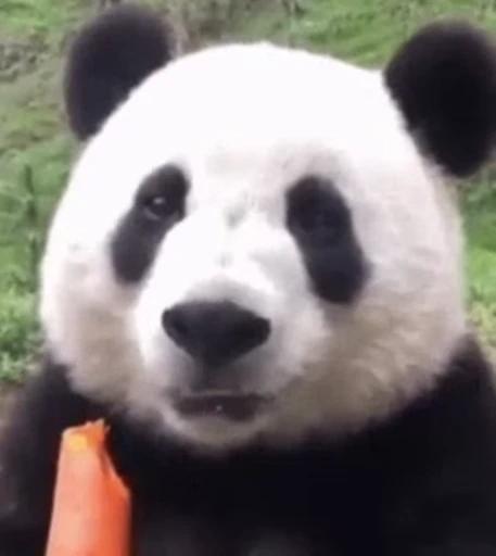 🐼 Стикер «Panda Mood» для Telegram