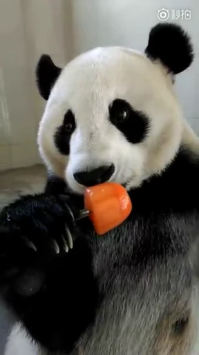 🐼 Стикер «Panda Mood» для Telegram