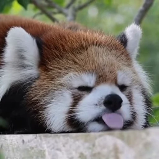 🌟 Стикер «Panda Mood» для Telegram