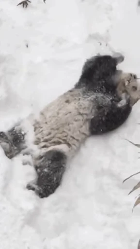🐼 Стикер «Panda Mood» для Telegram