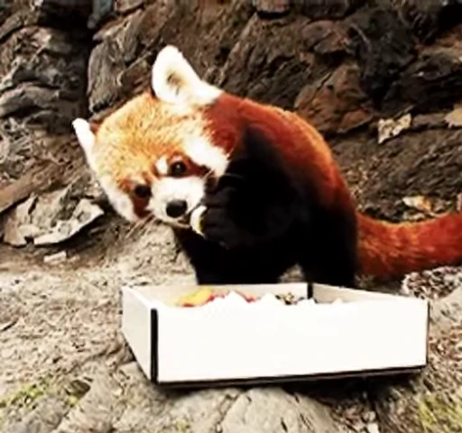 🐼 Стикер «Panda Mood» для Telegram