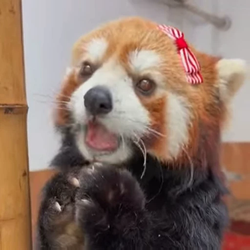 🌟 Стикер «Panda Mood» для Telegram