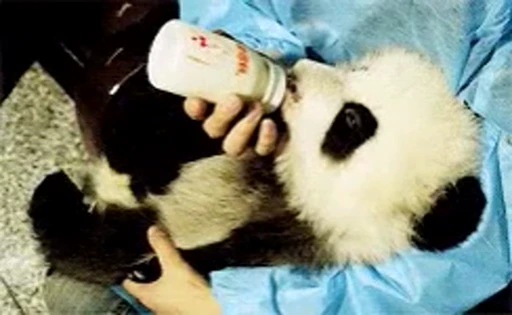 🐼 Стикер «Panda Mood» для Telegram