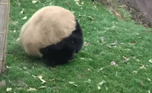 🐼 Стикер «Panda Mood» для Telegram