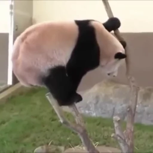 🐼 Стикер «Panda Mood» для Telegram