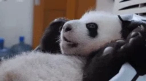 🐼 Стикер «Panda Mood» для Telegram