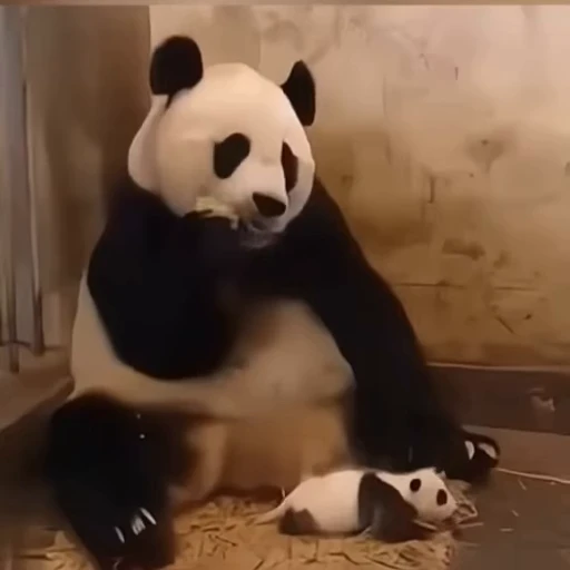 🌟 Стикер «Panda Mood» для Telegram