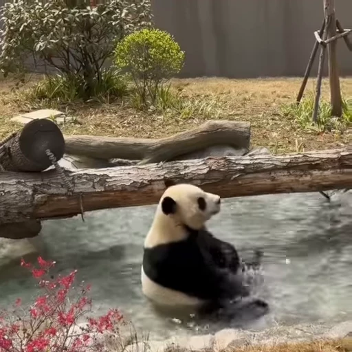 🌟 Стикер «Panda Mood» для Telegram