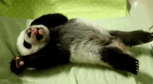 🐼 Стикер «Panda Mood» для Telegram