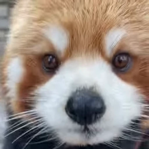 🌟 Стикер «Panda Mood» для Telegram