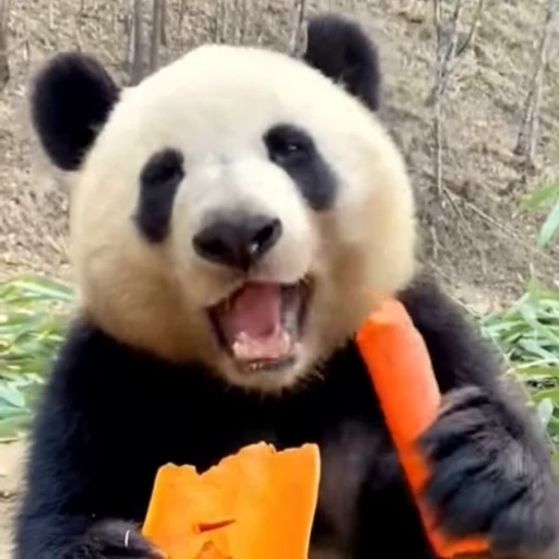 🌟 Стикер «Panda Mood» для Telegram
