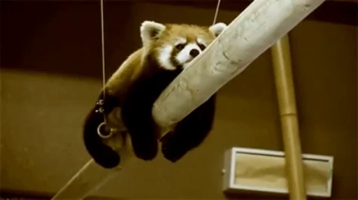🐼 Стикер «Panda Mood» для Telegram