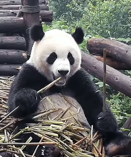 🐼 Стикер «Panda Mood» для Telegram