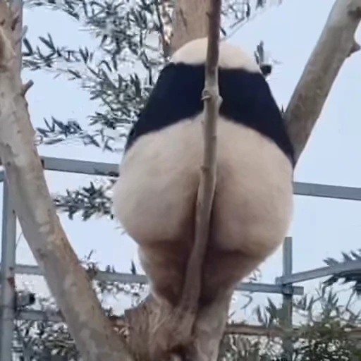 🌟 Стикер «Panda Mood» для Telegram