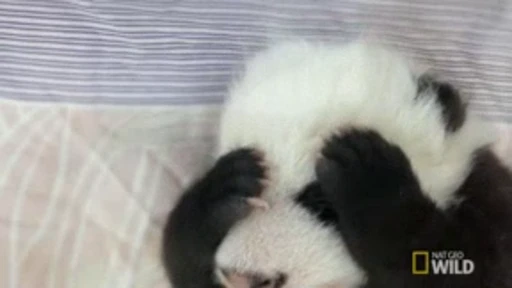 🐼 Стикер «Panda Mood» для Telegram