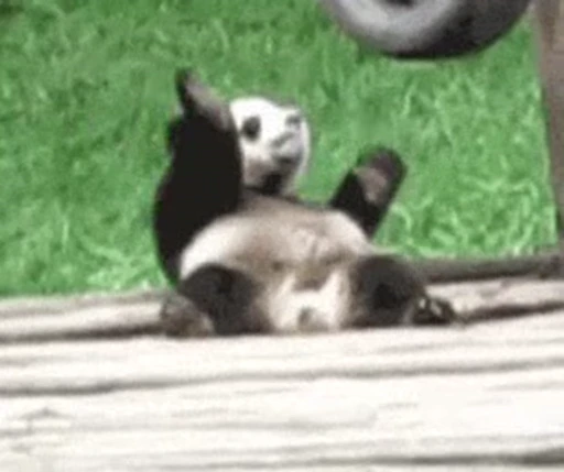 🐼 Стикер «Panda Mood» для Telegram