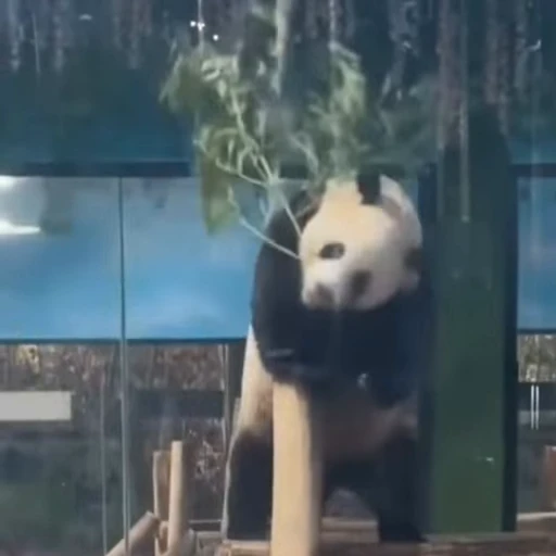 🌟 Стикер «Panda Mood» для Telegram