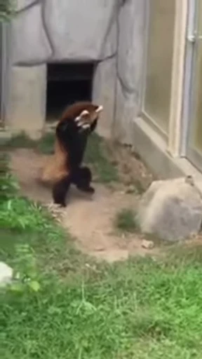 🐼 Стикер «Panda Mood» для Telegram