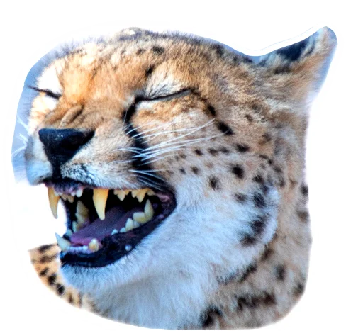 😆 Стикер «Panther» для Telegram