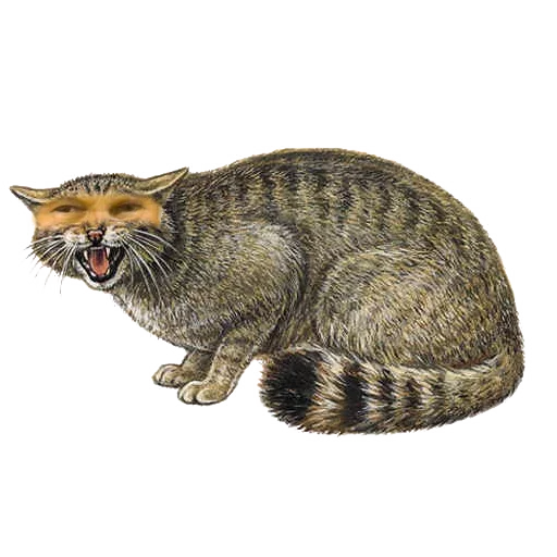 😺 Стикер «Papieże reakcyjne» для Telegram