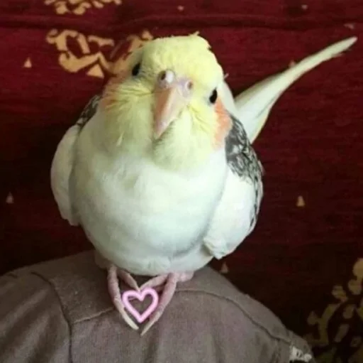 💖 Стикер «Папужки» для Telegram