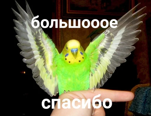 🙏 Стикер «Папужки» для Telegram
