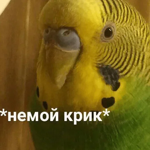 😳 Стикер «Папужки» для Telegram