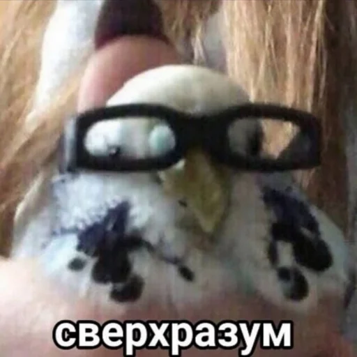 🧠 Стикер «Папужки» для Telegram