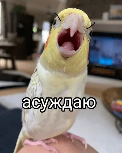 🙊 Стикер «Папужки» для Telegram