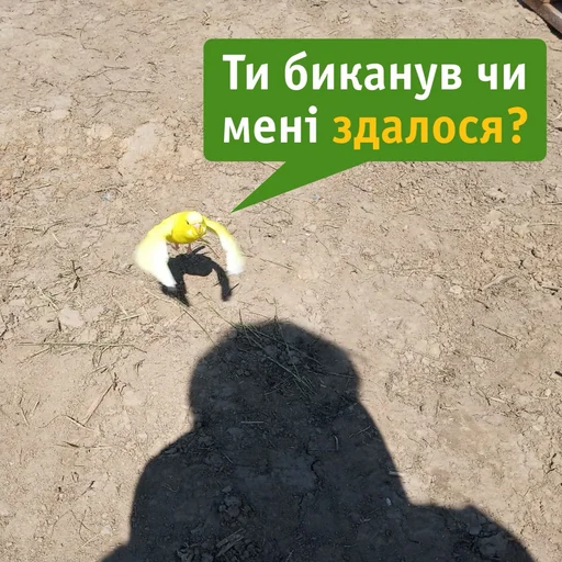 🤨 Стикер «Папужки» для Telegram