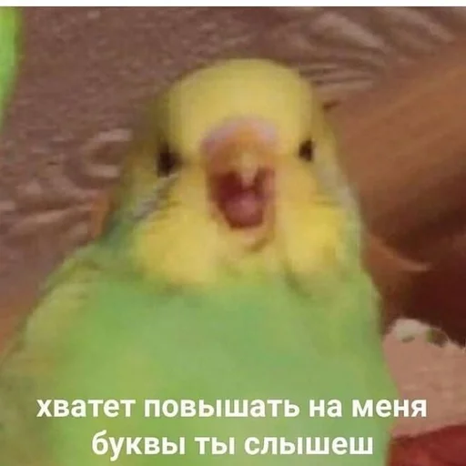 😠 Стикер «Папужки» для Telegram