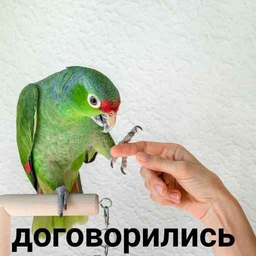🤝 Стикер «Папужки» для Telegram