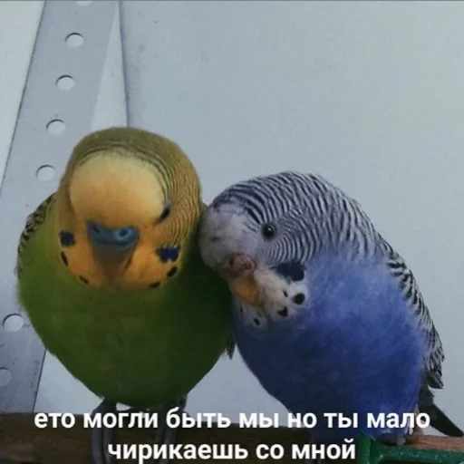 💔 Стикер «Папужки» для Telegram