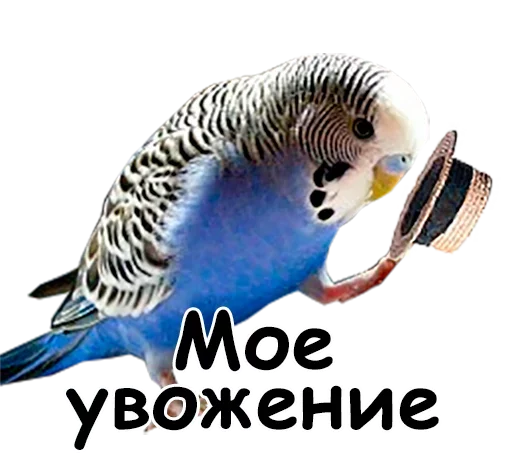 🙂 Стикер «Папужки» для Telegram