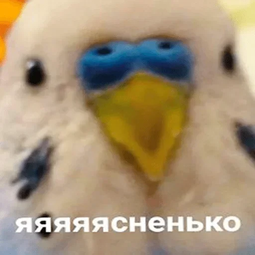🙃 Стикер «Папужки» для Telegram