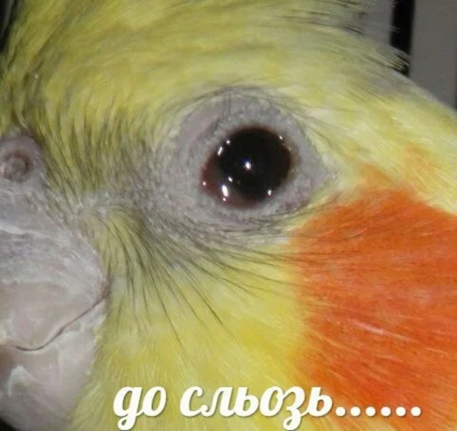 😥 Стикер «Папужки» для Telegram