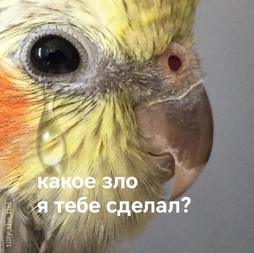 😢 Стикер «Папужки» для Telegram